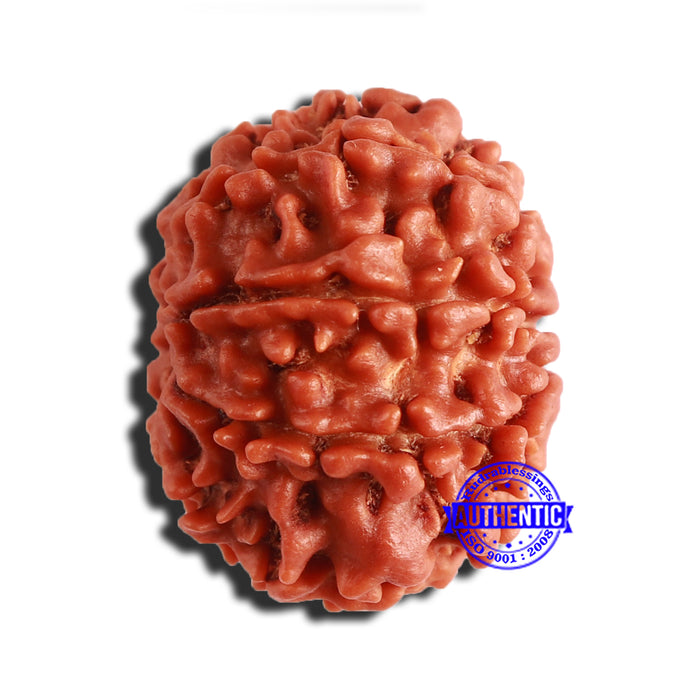 8 Mukhi Nepalese Rudraksha - Bead No. 317