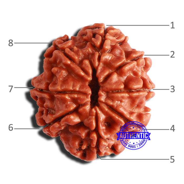 8 Mukhi Nepalese Rudraksha - Bead No. 318