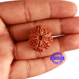8 Mukhi Nepalese Rudraksha - Bead No. 318