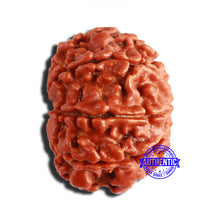 Load image into Gallery viewer, 8 Mukhi Nepalese Rudraksha - Bead No. 318
