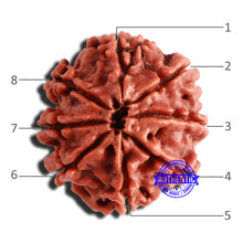 Load image into Gallery viewer, 8 Mukhi Nepalese Rudraksha - Bead No. 319
