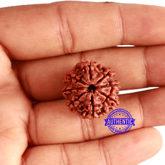 8 Mukhi Nepalese Rudraksha - Bead No. 319