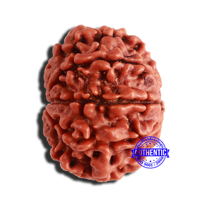 8 Mukhi Nepalese Rudraksha - Bead No. 319