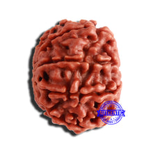 Load image into Gallery viewer, 8 Mukhi Nepalese Rudraksha - Bead No. 319
