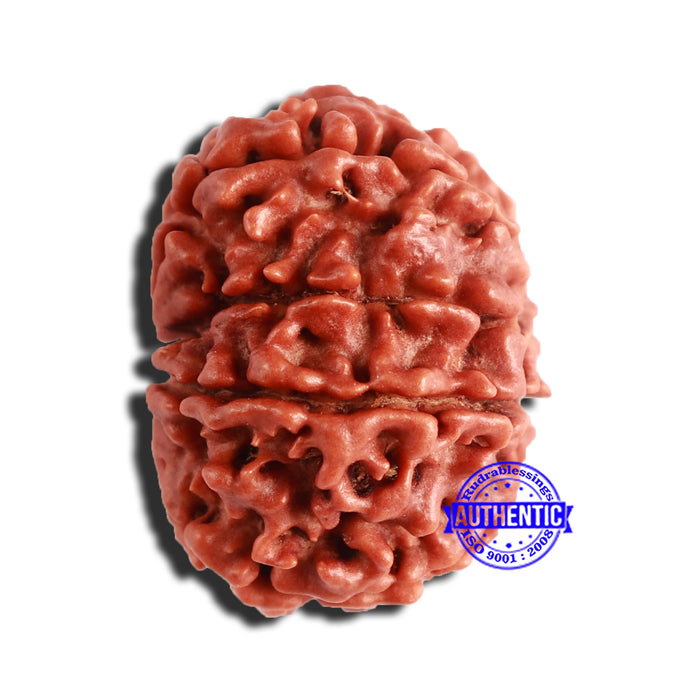 8 Mukhi Nepalese Rudraksha - Bead No. 320