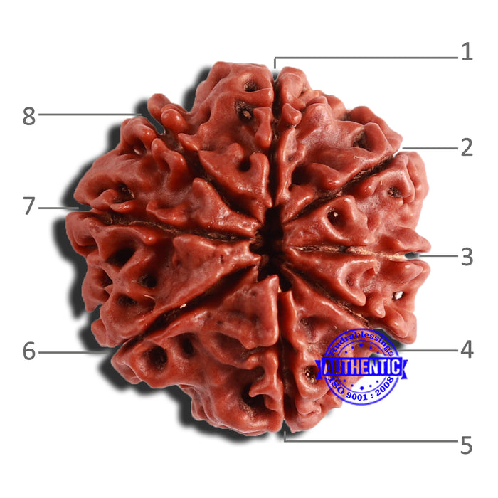 8 Mukhi Nepalese Rudraksha - Bead No. 321