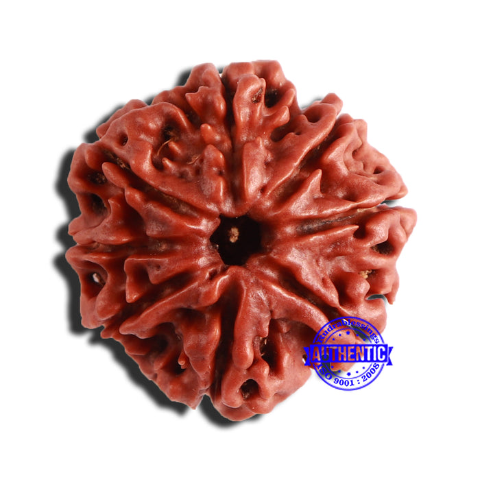 8 Mukhi Nepalese Rudraksha - Bead No. 321