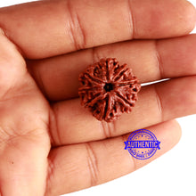 Load image into Gallery viewer, 8 Mukhi Nepalese Rudraksha - Bead No. 321
