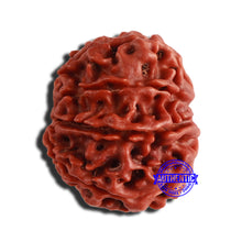 Load image into Gallery viewer, 8 Mukhi Nepalese Rudraksha - Bead No. 321
