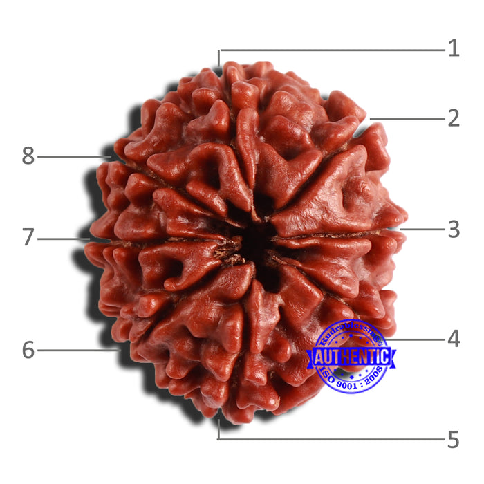 8 Mukhi Nepalese Rudraksha - Bead No. 323