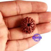 Load image into Gallery viewer, 8 Mukhi Nepalese Rudraksha - Bead No. 323
