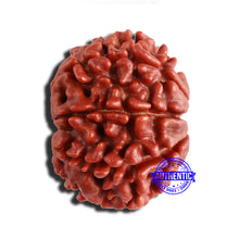 Load image into Gallery viewer, 8 Mukhi Nepalese Rudraksha - Bead No. 323
