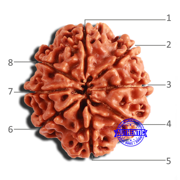 8 Mukhi Nepalese Rudraksha - Bead No. 324