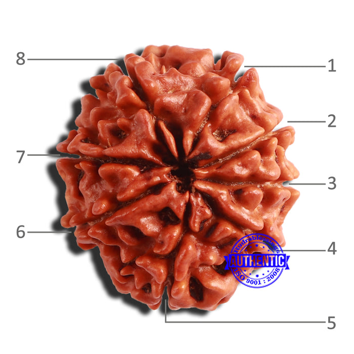 8 Mukhi Nepalese Rudraksha - Bead No. 325