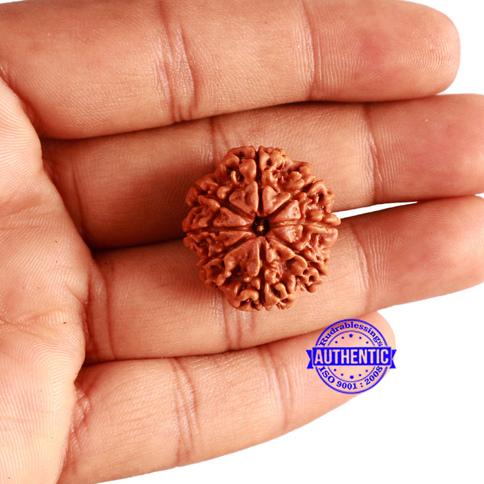 8 Mukhi Nepalese Rudraksha - Bead No. 324