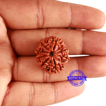 Load image into Gallery viewer, 8 Mukhi Nepalese Rudraksha - Bead No. 325
