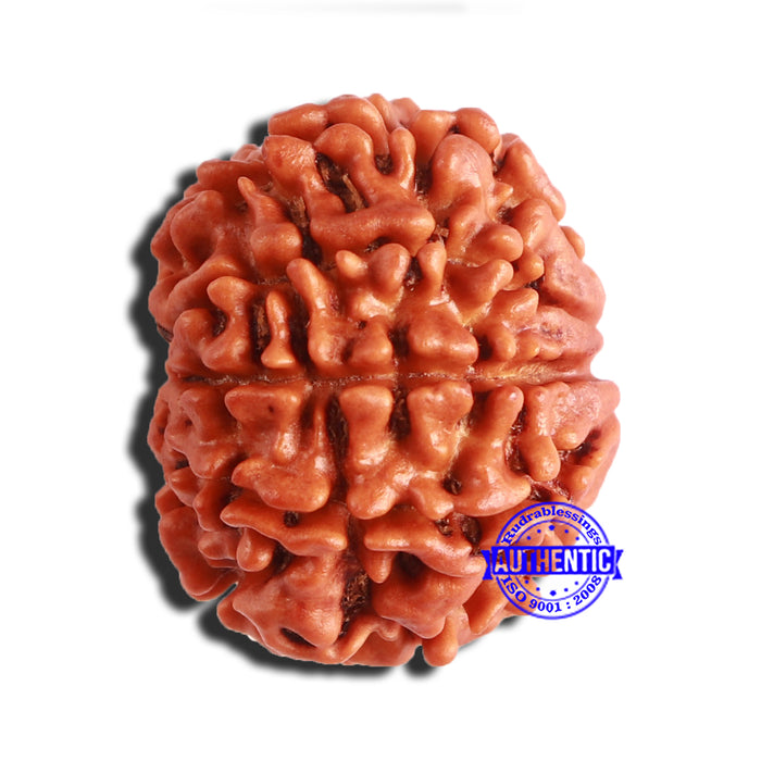 8 Mukhi Nepalese Rudraksha - Bead No. 325