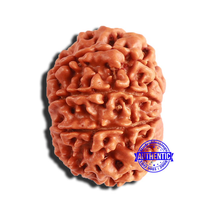 8 Mukhi Nepalese Rudraksha - Bead No. 324