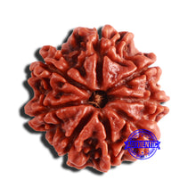 Load image into Gallery viewer, 8 Mukhi Nepalese Rudraksha - Bead No. 326
