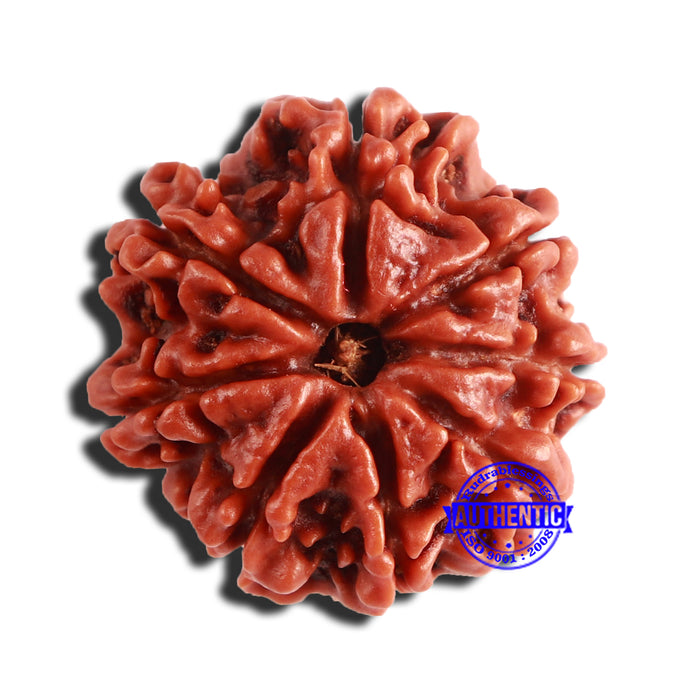 8 Mukhi Nepalese Rudraksha - Bead No. 326