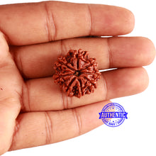 Load image into Gallery viewer, 8 Mukhi Nepalese Rudraksha - Bead No. 326
