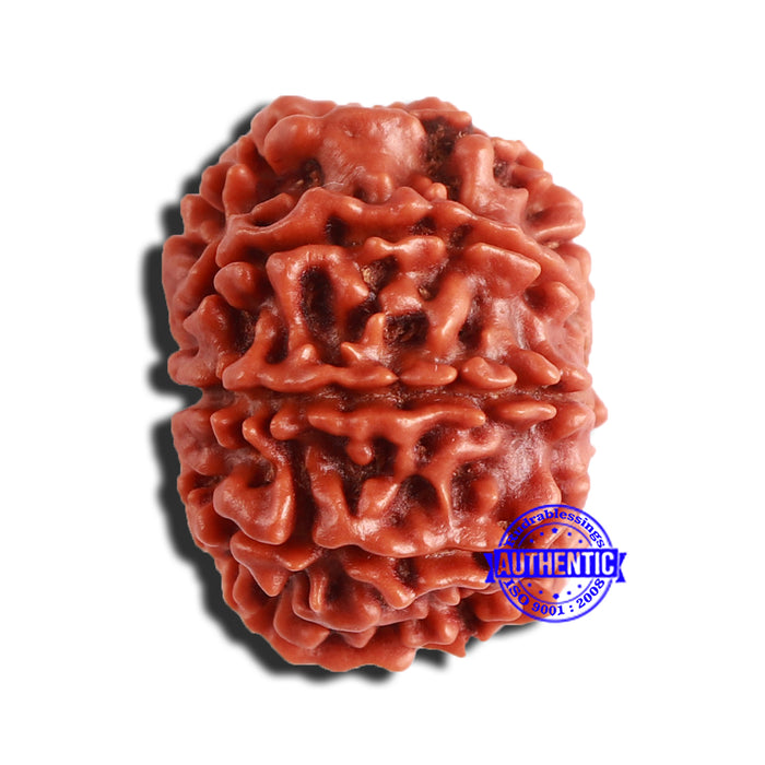8 Mukhi Nepalese Rudraksha - Bead No. 326