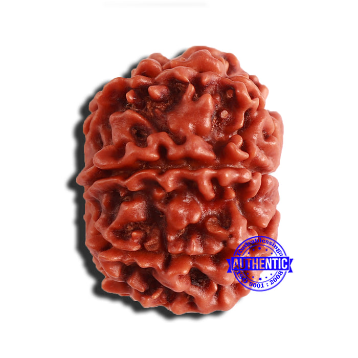 8 Mukhi Nepalese Rudraksha - Bead No. 326