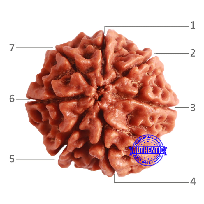 7 Mukhi Nepalese Rudraksha - Bead No. 496