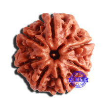 Load image into Gallery viewer, 7 Mukhi Nepalese Rudraksha - Bead No. 496

