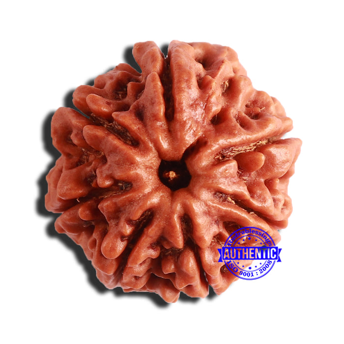 7 Mukhi Nepalese Rudraksha - Bead No. 496