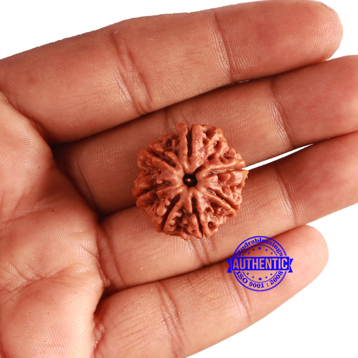 7 Mukhi Nepalese Rudraksha - Bead No. 496
