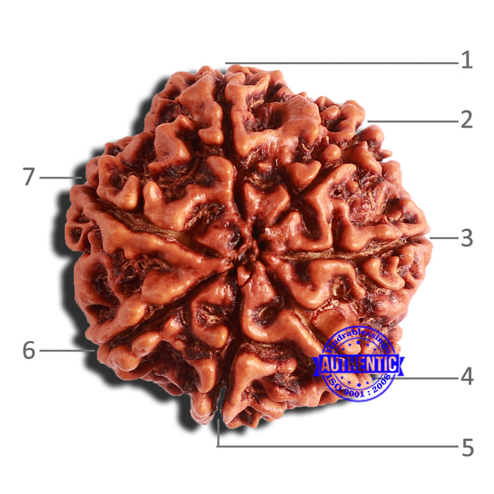 7 Mukhi Nepalese Rudraksha - Bead No. 497