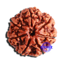 Load image into Gallery viewer, 7 Mukhi Nepalese Rudraksha - Bead No. 497
