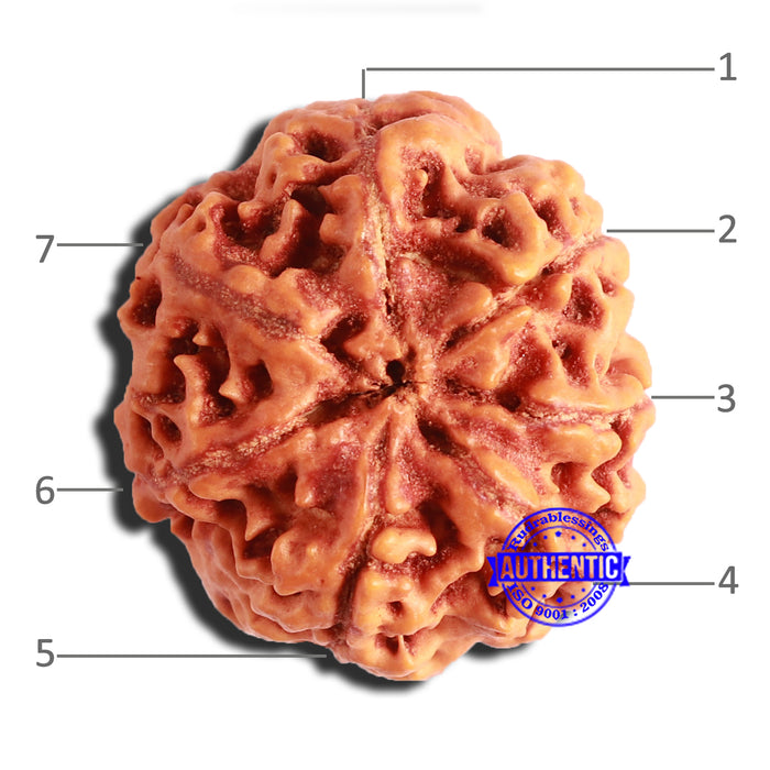 7 Mukhi Nepalese Rudraksha - Bead No. 499