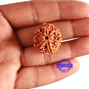 7 Mukhi Nepalese Rudraksha - Bead No. 499