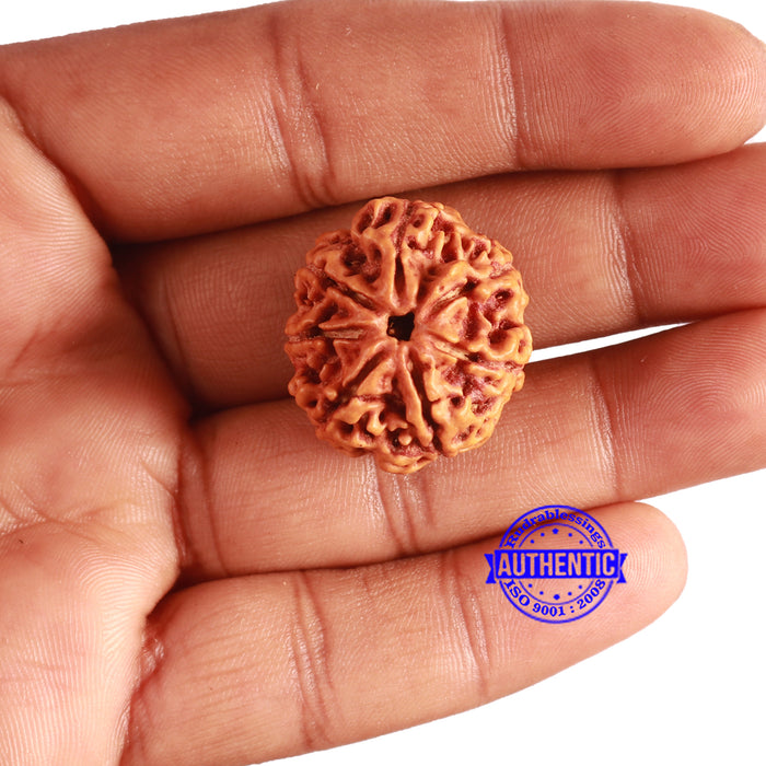 7 Mukhi Nepalese Rudraksha - Bead No. 499