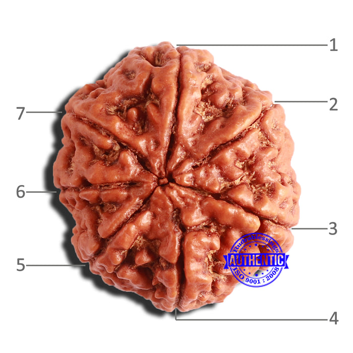 7 Mukhi Nepalese Rudraksha - Bead No. 500