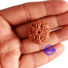 Load image into Gallery viewer, 7 Mukhi Nepalese Rudraksha - Bead No. 500

