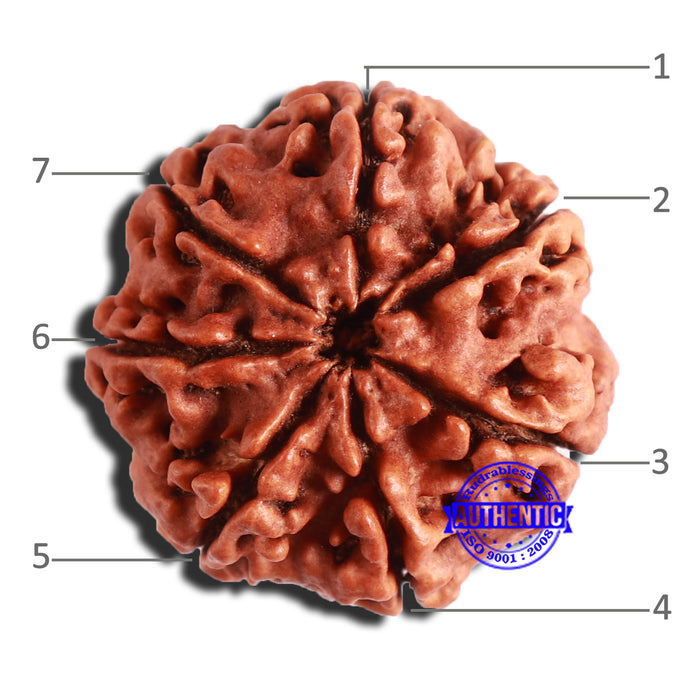 7 Mukhi Nepalese Rudraksha - Bead No. 501