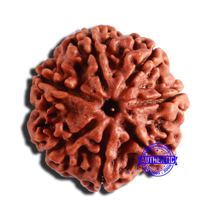 7 Mukhi Nepalese Rudraksha - Bead No. 501