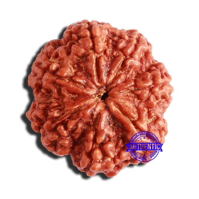 7 Mukhi Nepalese Rudraksha - Bead No. 502
