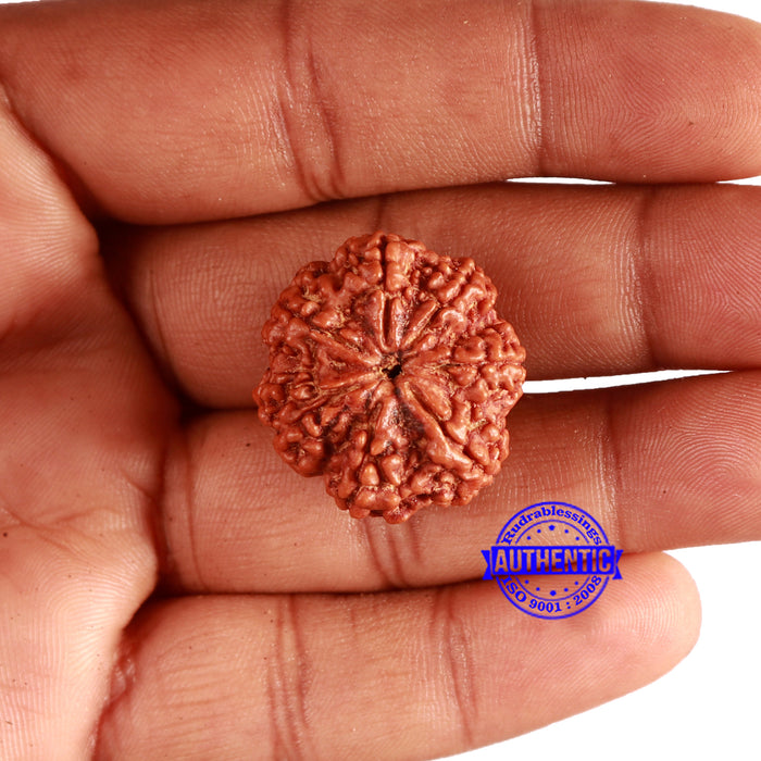 7 Mukhi Nepalese Rudraksha - Bead No. 502
