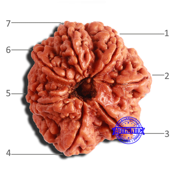 7 Mukhi Nepalese Rudraksha - Bead No. 504