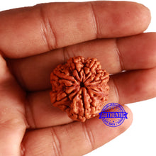 Load image into Gallery viewer, 7 Mukhi Nepalese Rudraksha - Bead No. 504
