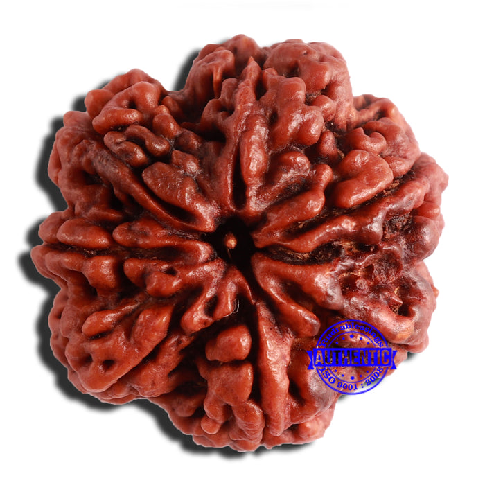 7 Mukhi Nepalese Rudraksha - Bead No. 505