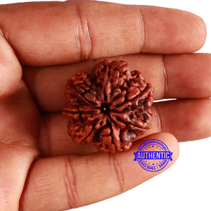 7 Mukhi Nepalese Rudraksha - Bead No. 505