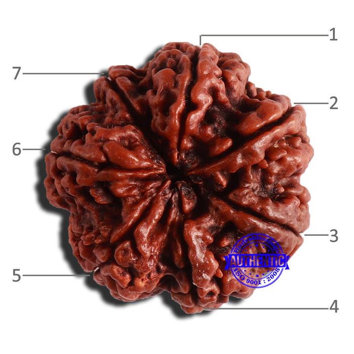 7 Mukhi Nepalese Rudraksha - Bead No. 506