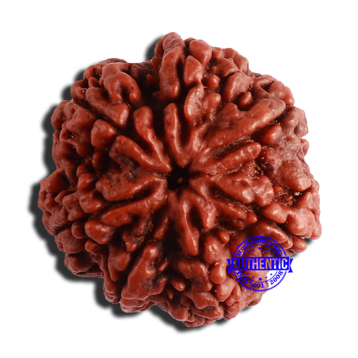 7 Mukhi Nepalese Rudraksha - Bead No. 506