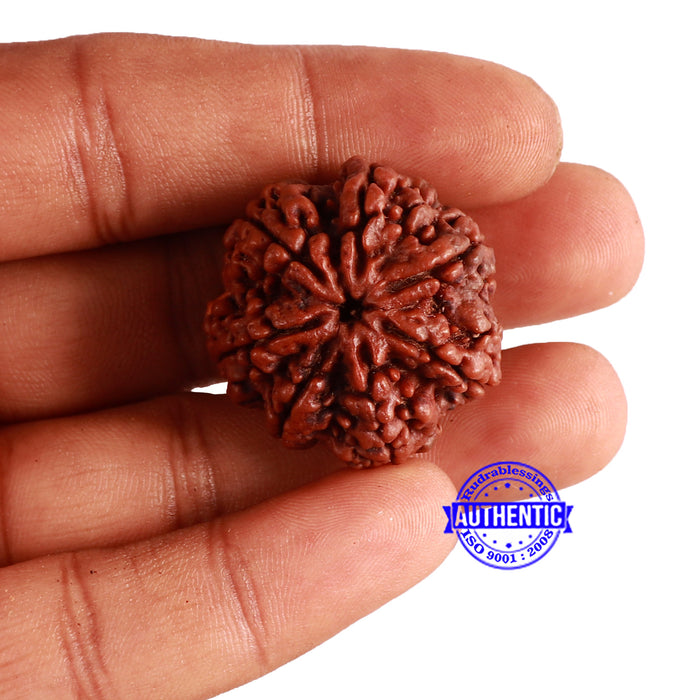 7 Mukhi Nepalese Rudraksha - Bead No. 506