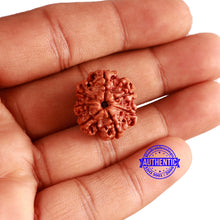 Load image into Gallery viewer, 7 Mukhi Nepalese Ganesha Rudraksha - Bead No 510
